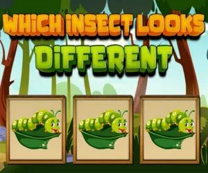 Game Which Insect Looks D