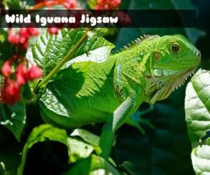 Game Wild Iguana